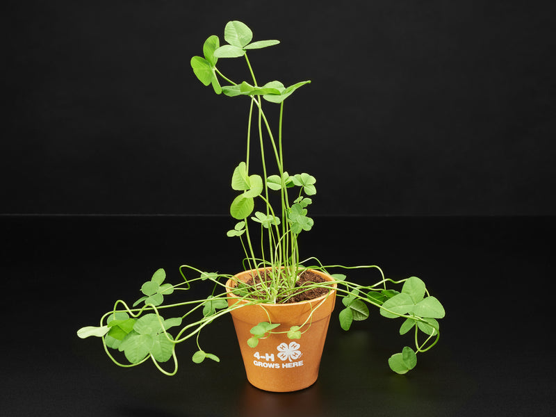 4-H Grow Your Own Clovers Kit