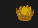 Buy dLUX-dLITE Yellow Succulent Shape LEDs 5 Pack by Unexpected Labs